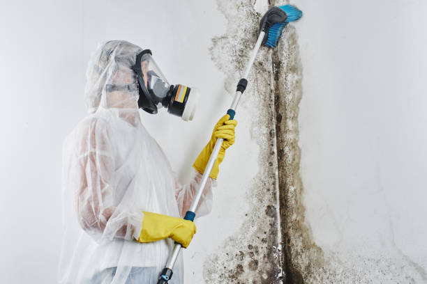 Best Affordable Mold Removal  in Leesburg, GA