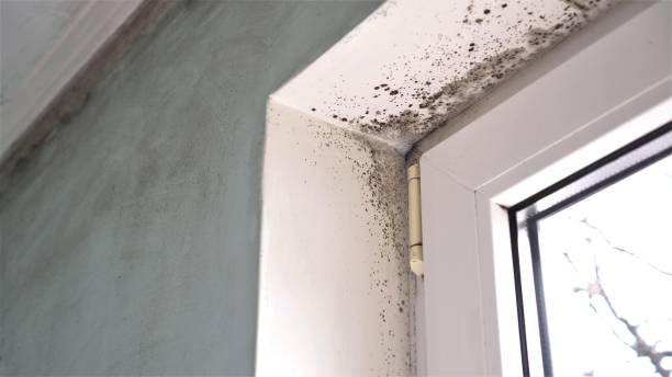 Best Certified Mold Removal  in Leesburg, GA