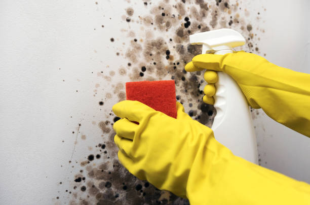 Best Black Mold Removal  in Leesburg, GA