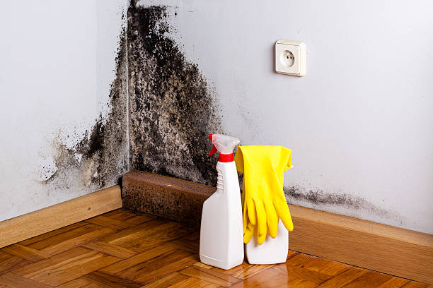 Best Crawl Space Mold Removal  in Leesburg, GA