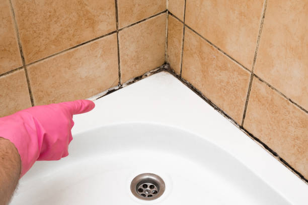Crawl Space Mold Removal in Leesburg, GA